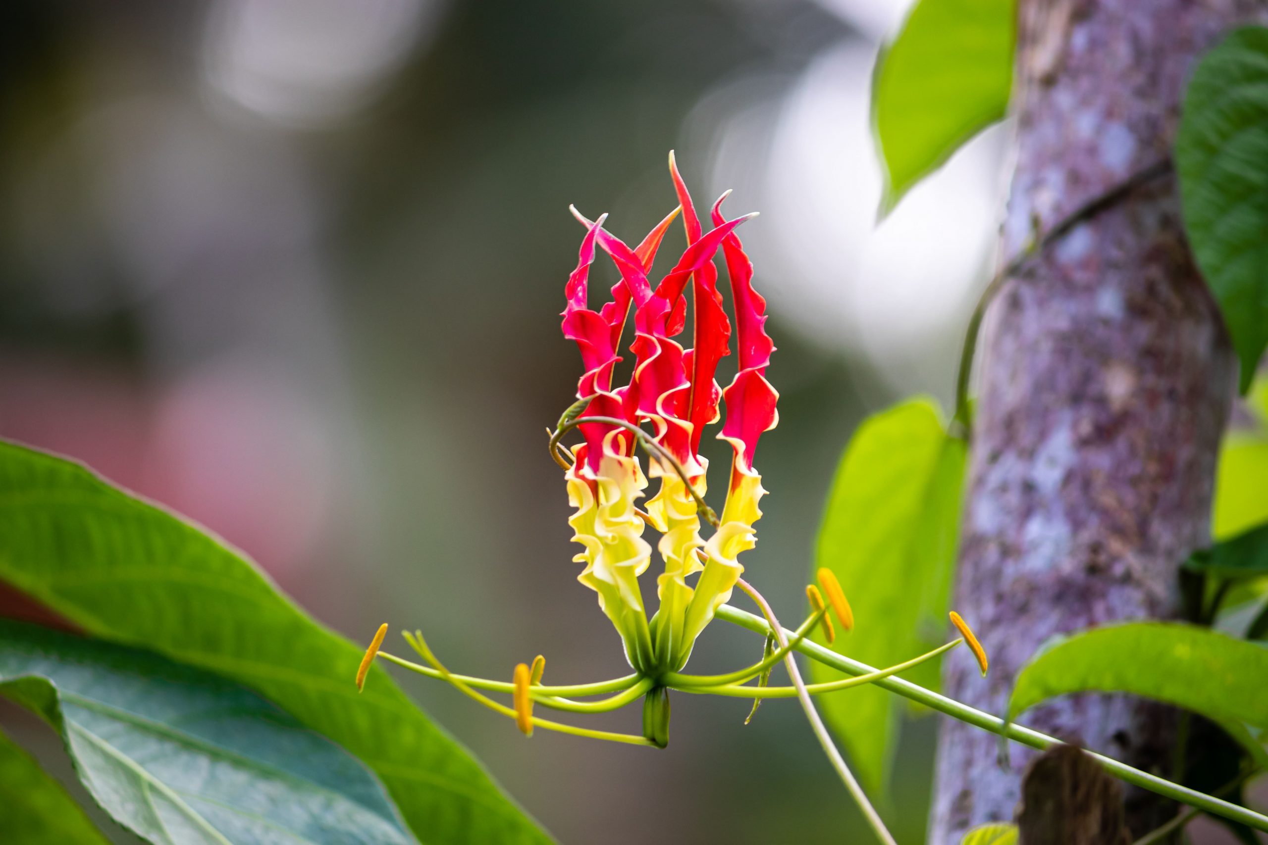 The Perfect Plant Combination for Your Garden